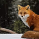 rufikus
