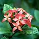 Flower Collection - y7ckSohtO2