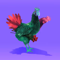 chikn #2104