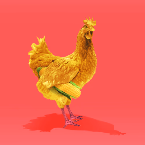 chikn #53