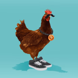 chikn #2937