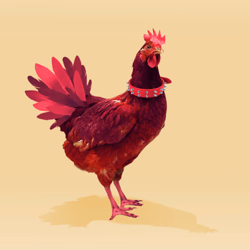 chikn #4611
