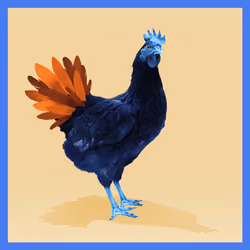 chikn #3803