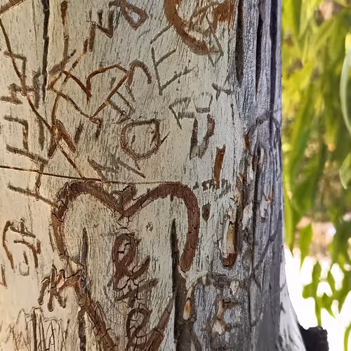 Some Tree