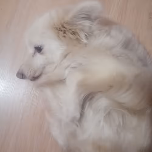 NFT Dog