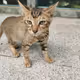 TigerCat