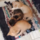Cat Collection
