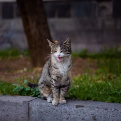 Caught Mid-MEOW!