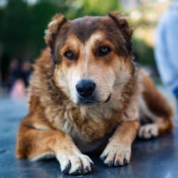 Gentle Guardian