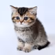 kitty cat