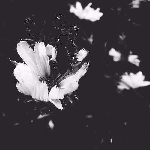wistful