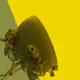 Bone Planet
