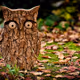 Owls in crypto
