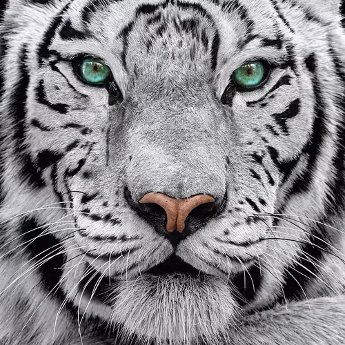 First Collection from WS