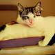 derpy cats V2