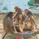 monkey