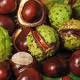 Chestnut