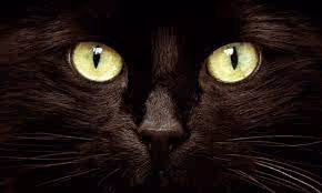 Is Cats.