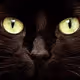 Is Cats.