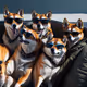 Cool Shiba