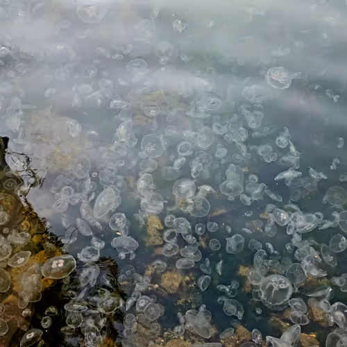 Jellyfish