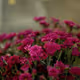 Flower and Garden