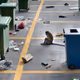 Trash Land