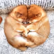 shibainu