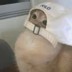 bb