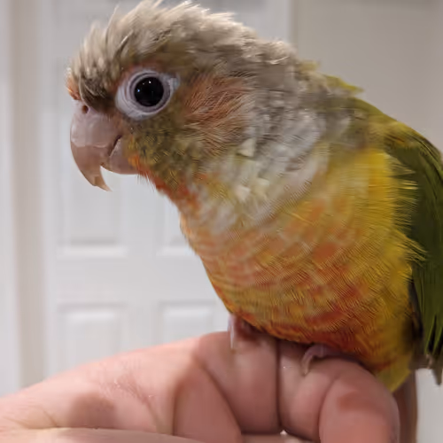 Wilson Mango