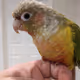 Wilson Mango