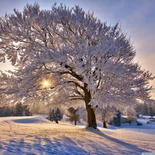 Trees