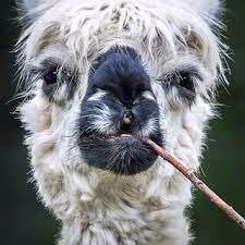 aaa