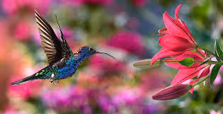 Item #107839786668602559178668060348078522694548577690162289924414440996865 Media