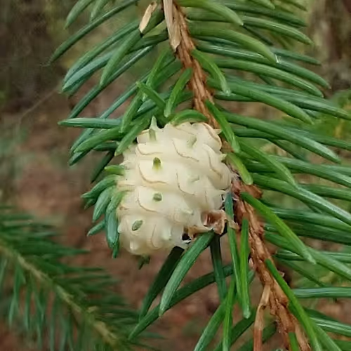 Item #28000000000000000002 Media