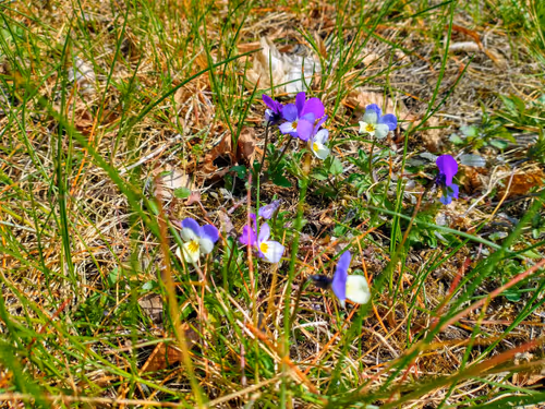 Item #109000000000000000002 Media