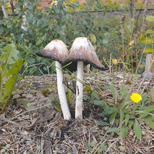 17000000000000000001