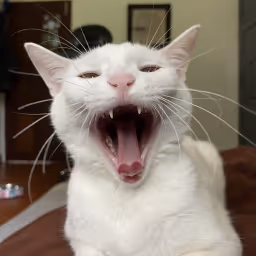 Cosmic Yawn of the Feline Galaxy
