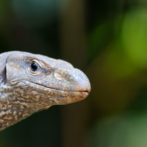 Lizzzard
