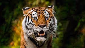 tiger