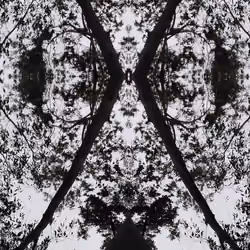 Eclosion #6