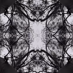 Eclosion #5