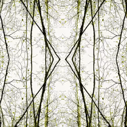 Eclosion #4