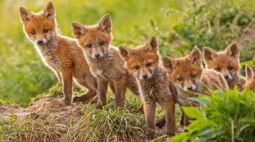 Little Foxes