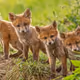 Little Foxes