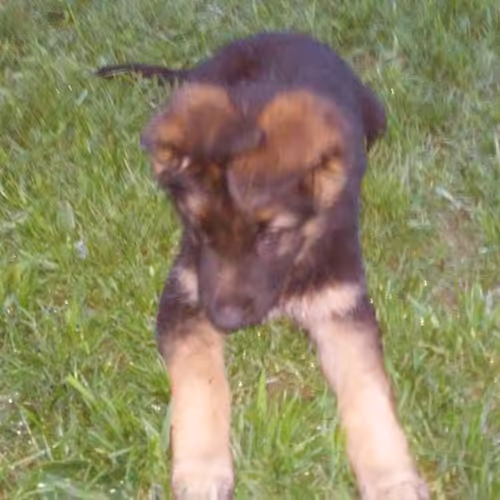Rollo