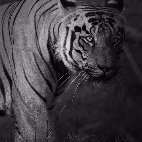 arijitmondal's Collection