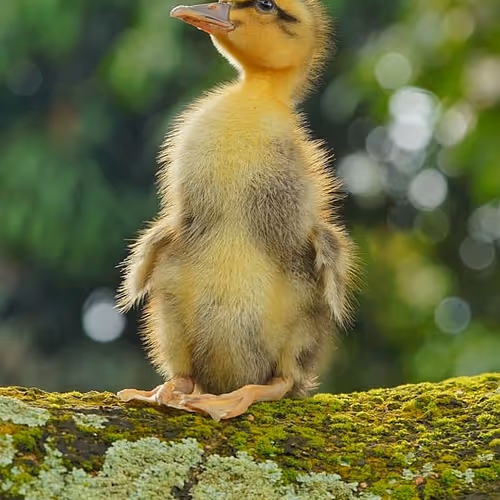 duck