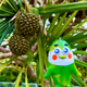 Cande's Adventure in Okinawa