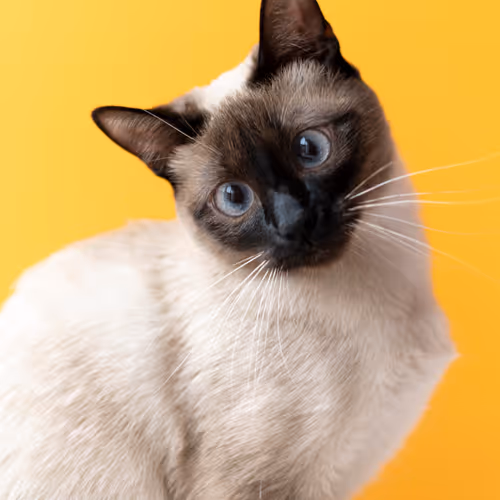 Siamese